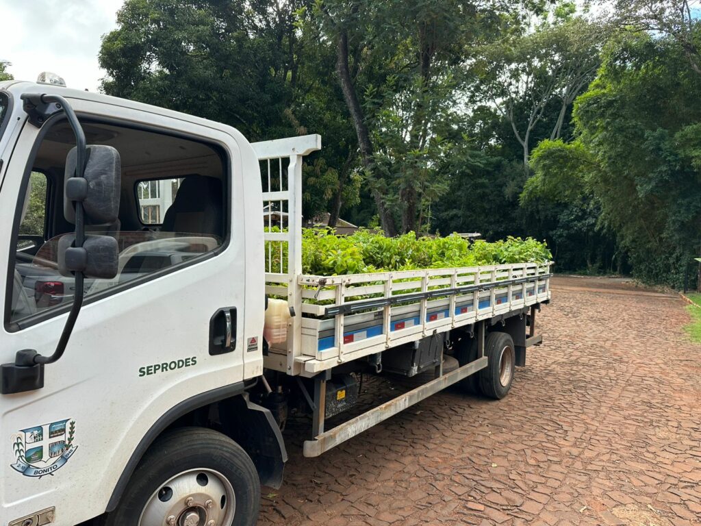 Mudas doadas pela Itaipu Binacional serão destinadas a ações de reflorestamento na Serra da Bodoquena