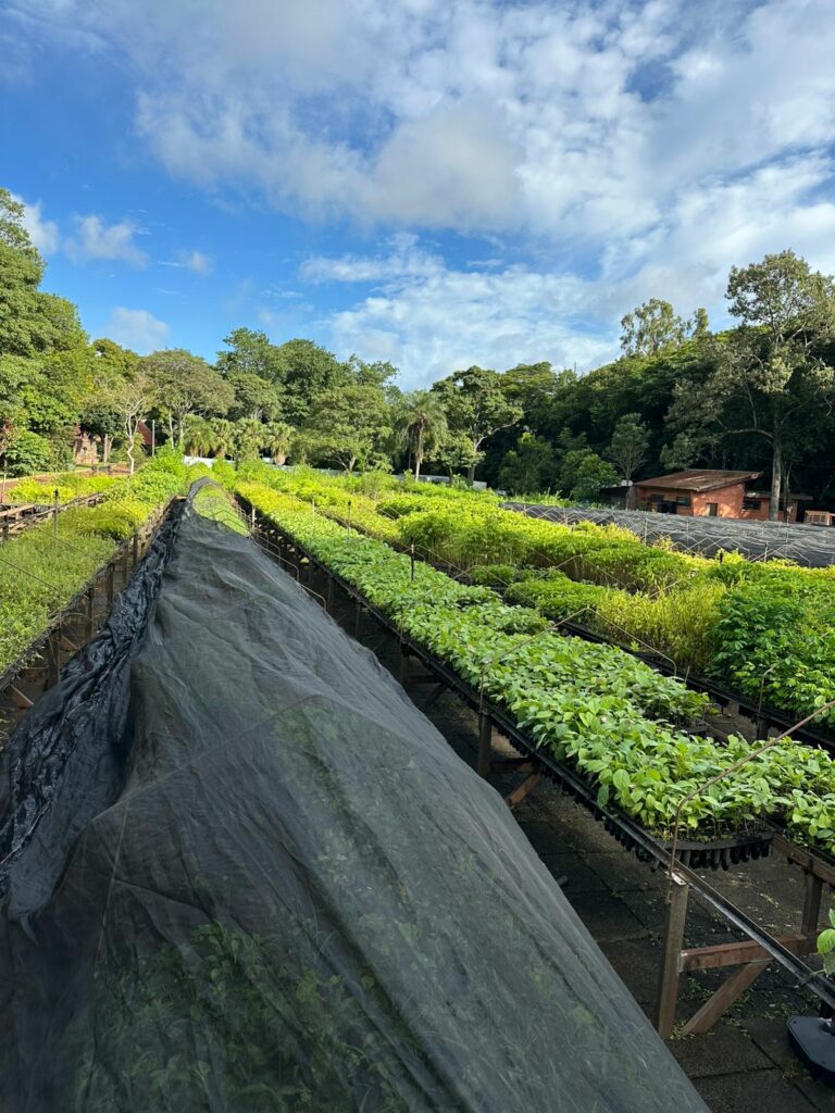 Mudas doadas pela Itaipu Binacional serão destinadas a ações de reflorestamento na Serra da Bodoquena